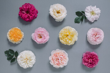 Fototapeta na wymiar Floral background of English roses of different varieties and colors on gray background. Pattern, close up, top view, flat lay. 