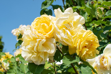 Gelbe Beetrosen / Yellow floribunda