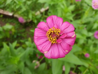Fototapeta premium zinnia elegant beautiful flower looking awesome. it is planted in garden, loon, flower pots found in different colour red pink yellow 