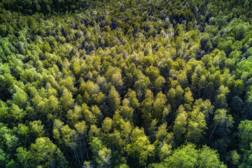 Deep green forest aerial view