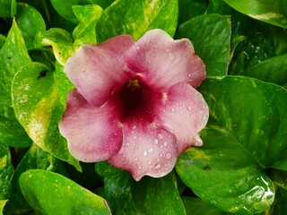 allamanda blanchetii, purple allamanda, violet allamanda is a species of flowering plant in the family apocynaceae. it is native to brazil. it is cultivated as an ornamental plant, it is red bell