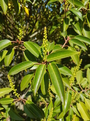 Fototapeta na wymiar Cherry Laurel (in german Lorbeerkirsche or Kirschlorbeer) Prunus laurocerasus