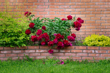 Fototapeta na wymiar Lush flowering peonies on a flowerbed against a brick wall