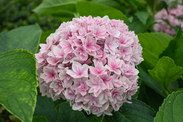Hydrangea Blooms
