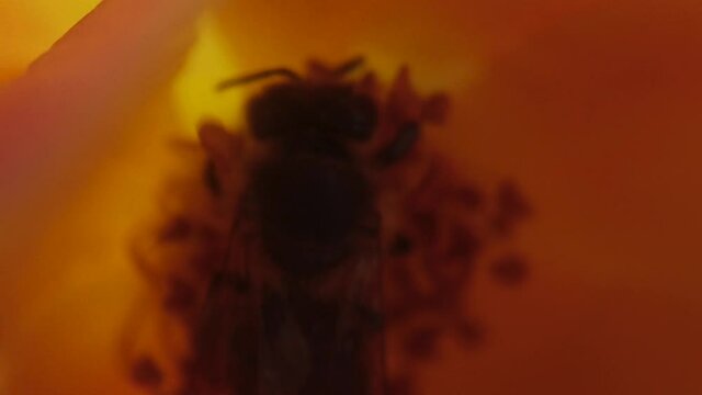 Honey bee pollinating inside a a delicate flower pollinates hard,close up of subject, slow motion