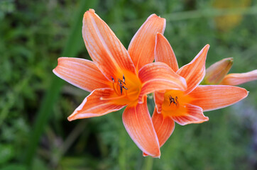 daylily beautiful orange summer flower in the garden