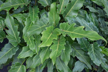Philodendron