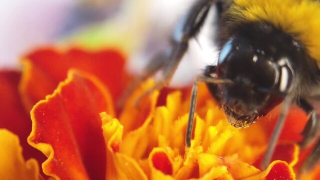 Bumblebee pollinating flower. Scenic, colorful picture of bumble bee on red flower, close up.
