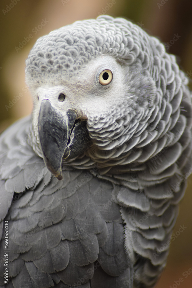 Wall mural portrait of a white parrot