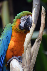 blue and yellow macaw ara