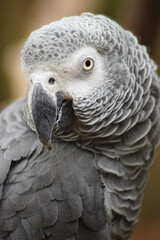 portrait of a white parrot