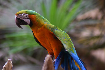 blue and green macaw
