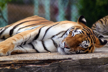 Sleeping tiger