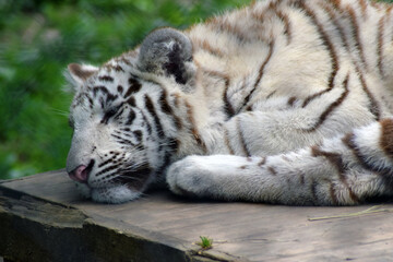 Sleeping white tiger cub