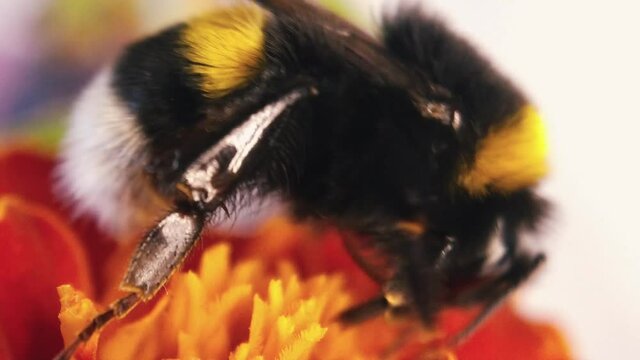 Bumblebee pollinating flower. Scenic, colorful picture of bumble bee on red flower, close up.