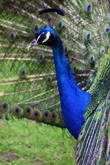 peacock with feathers out