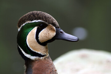 close up of a duck