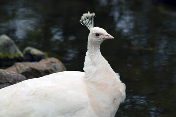 albino peacock in a park