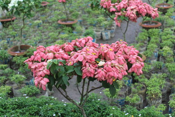 pink and white flowers