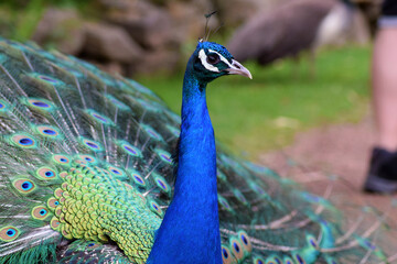 peacock with feathers out