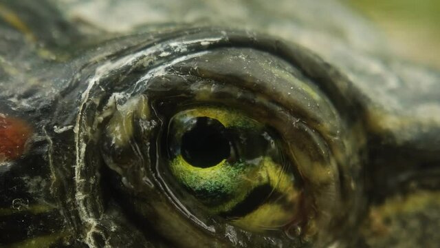 Turtle eyes in the sun, macro extremes,close up of subject, slow motion