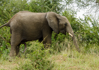 Male bull African elephant in Kruger National Park, South Africa.