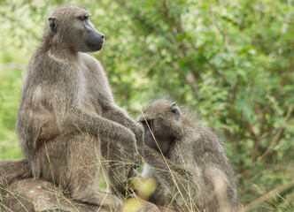 Baboons in Kruger National Park, South Africa.
