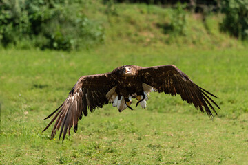 Golden eagle flies over a green meadow