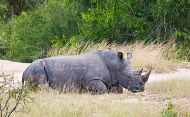 White rhino in Kruger National Park, South Africa.