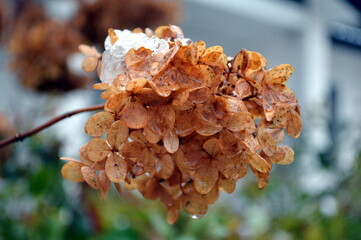 Dead hortensia