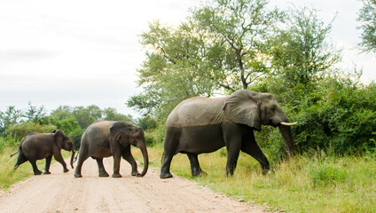 Elephant family in Kruger National Park, South Africa.