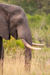 Fototapeta na wymiar Elephant in Kruger National Park, South Africa.