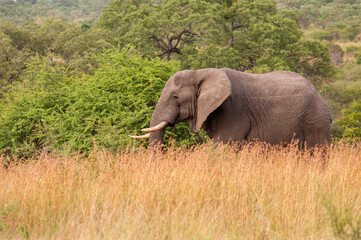 Fototapeta premium Elephant in Kruger National Park, South Africa.