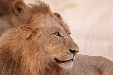 Male lion in Kruger National Park, South Africa.