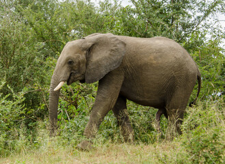 Fototapeta premium Male elephant in Kruger National Park, South Africa.