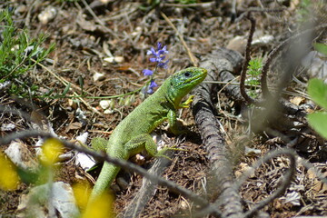 European green lizard