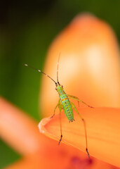 Nymph Katydid on Orange Lily