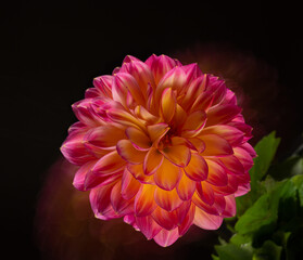 Abstract flower photography, long shutter speed,  dahlia on a black background