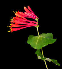 Trumpet honeysuckle (Lonicera sempervirens) flowers and leaves. Note perfoliate leaves at upper end...