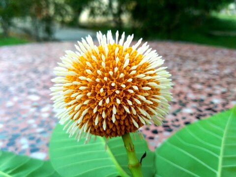 Closeup shot of the yellow Neolamarckia cadamba flower