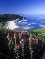 A field of foxglove flowers on Cascade Head, north of Lincoln City, Oregon Coast.