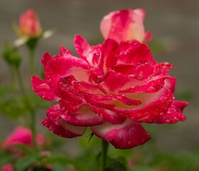 Kwiat róży w deszczowy dzień