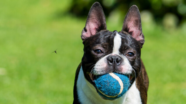 Boston terrier dog portrait ball toy