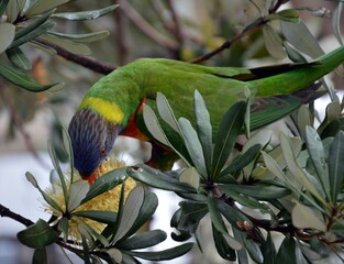 Parrot, Manly Beach, Sydney, Australia