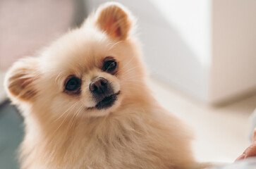 Closeup portrait of a cute Pomeranian puppy. Dog looking in frame