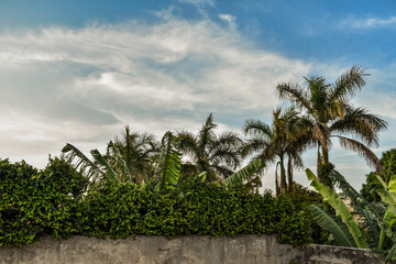 Fototapeta na wymiar palm trees in the field