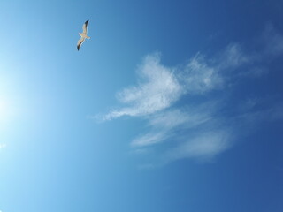 gaivota, céu, azul