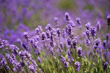 Lavender Field in the summer. Aromatherapy. Nature Cosmetics.