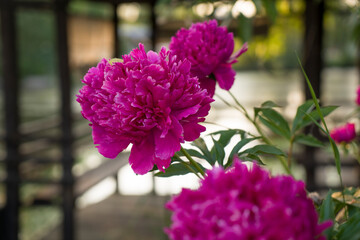 peonies on the background of a pond