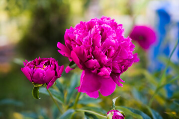 peonies color fuchsia